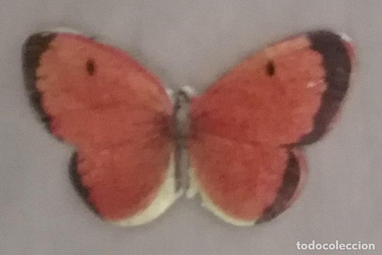 Coleccionismo cromos antiguos: Cromo n&ordm; 82 del album Las cien mariposas mas bellas del mundo, Panrico