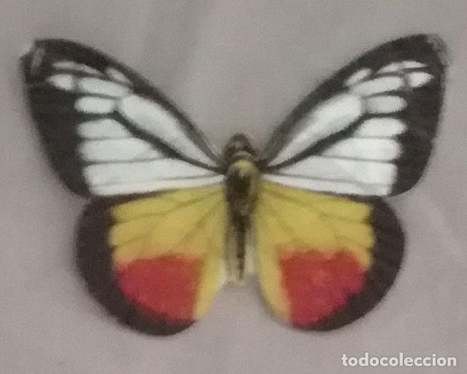 Coleccionismo cromos antiguos: Cromo n&ordm; 25 del album Las cien mariposas mas bellas del mundo, Panrico