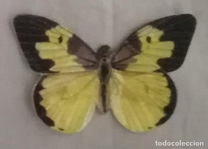 Coleccionismo cromos antiguos: Cromo n&ordm; 54 del album Las cien mariposas mas bellas del mundo, Panrico