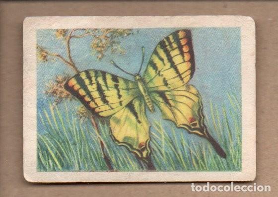 Coleccionismo cromos antiguos: ANTIGUO CROMO, N&ordm; 1, SERIE XVII - MARIPOSAS. CHOCOLATES PRODUCTOS COOP - BARCELONA.