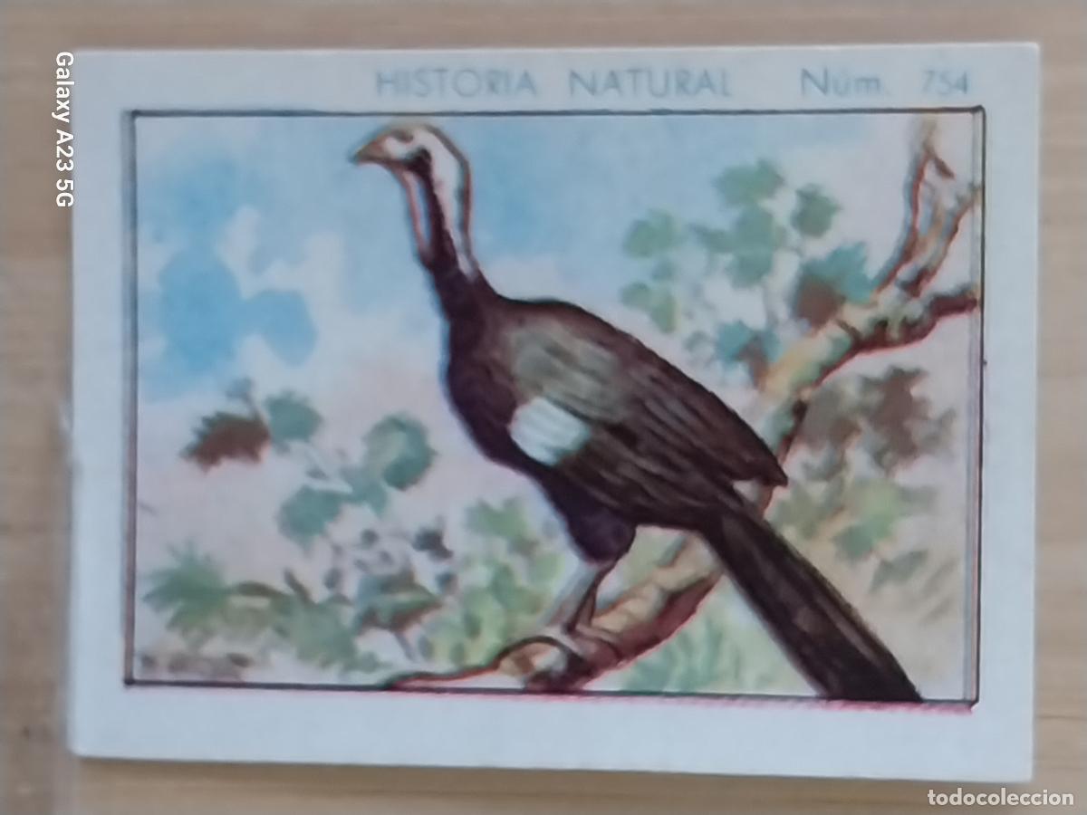 Collezionismo Figurine antiche: CHACHALACA CHOCOLATES JUNCOSA CROMO 754 SIN PEGAR NUNCA ORIGINAL HISTORIA NATURAL A&Ntilde;O 1935 5X3.5CMS