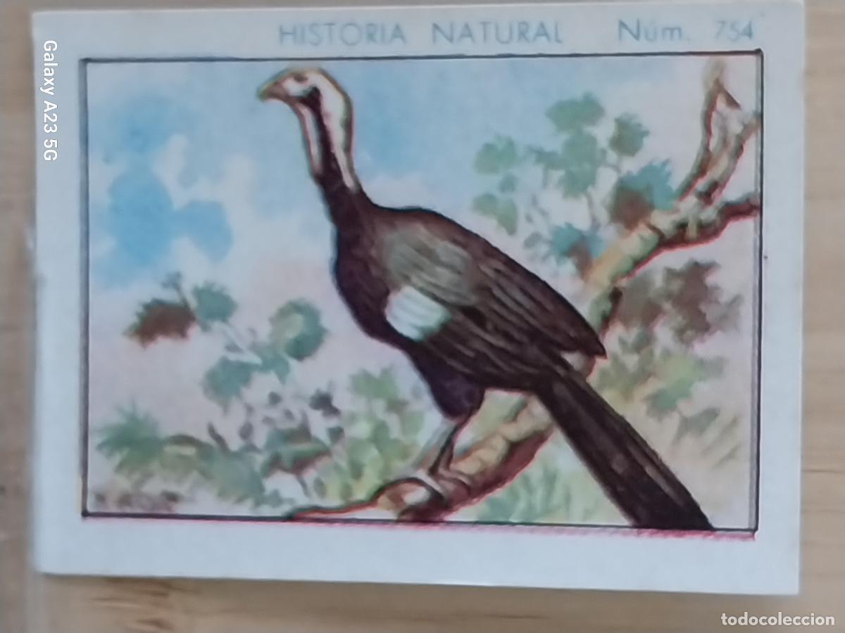 Collezionismo Figurine antiche: CHACHALACA CHOCOLATES JUNCOSA CROMO 754 SIN PEGAR NUNCA ***** HISTORIA NATURAL A&Ntilde;O 1935 5X3.5CMS
