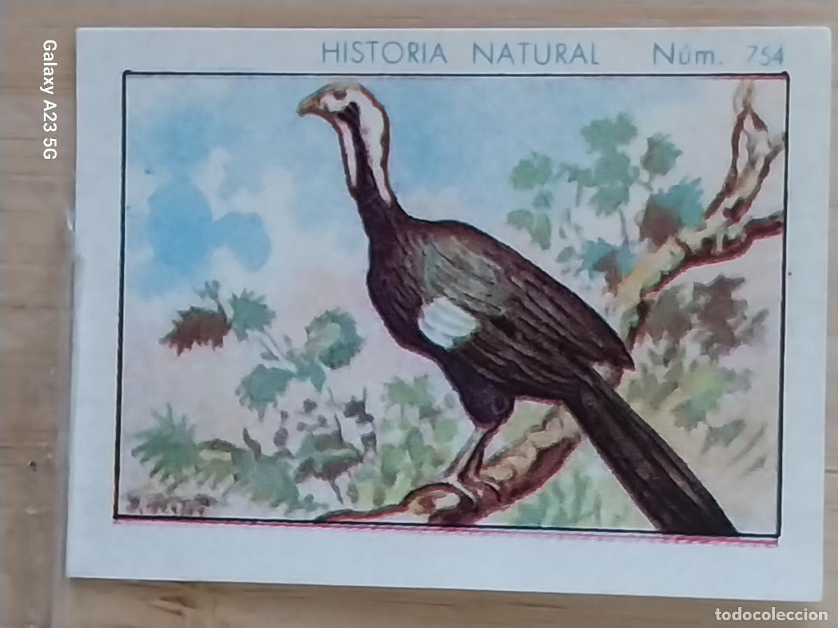 Collezionismo Figurine antiche: CHACHALACA CHOCOLATES JUNCOSA CROMO 754 SIN PEGAR NUNCA * HISTORIA NATURAL A&Ntilde;O 1935 5X3.5CMS