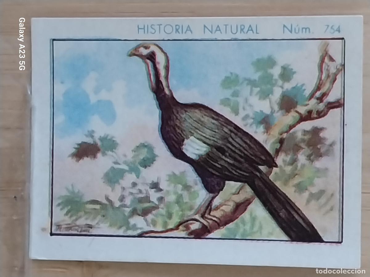 Collezionismo Figurine antiche: CHACHALACA CHOCOLATES JUNCOSA CROMO 754 SIN PEGAR NUNCA ---- HISTORIA NATURAL A&Ntilde;O 1935 5X3.5CMS