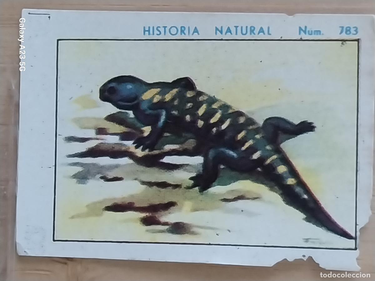 Collectable Antique Stickers: SALAMANDRA CHOCOLATES JUNCOSA CROMO 783 SIN PEGAR NUNCA ---- HISTORIA NATURAL A&Ntilde;O 1935 5X3.5CMS