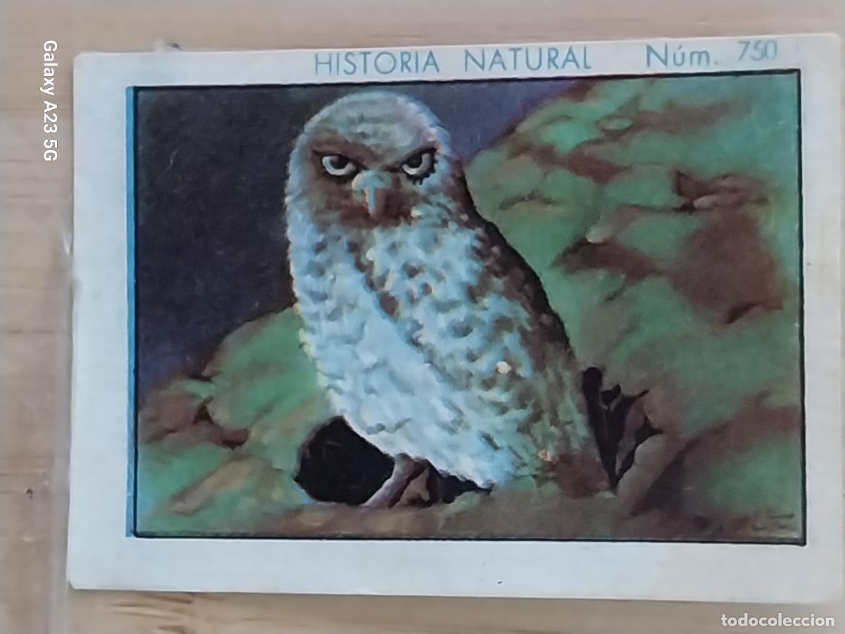 Coleccionismo cromos antiguos: BUHO MINERO CHOCOLATES JUNCOSA CROMO 750 SIN PEGAR NUNCA ---- HISTORIA NATURAL A&Ntilde;O 1935 5X3.5CMS
