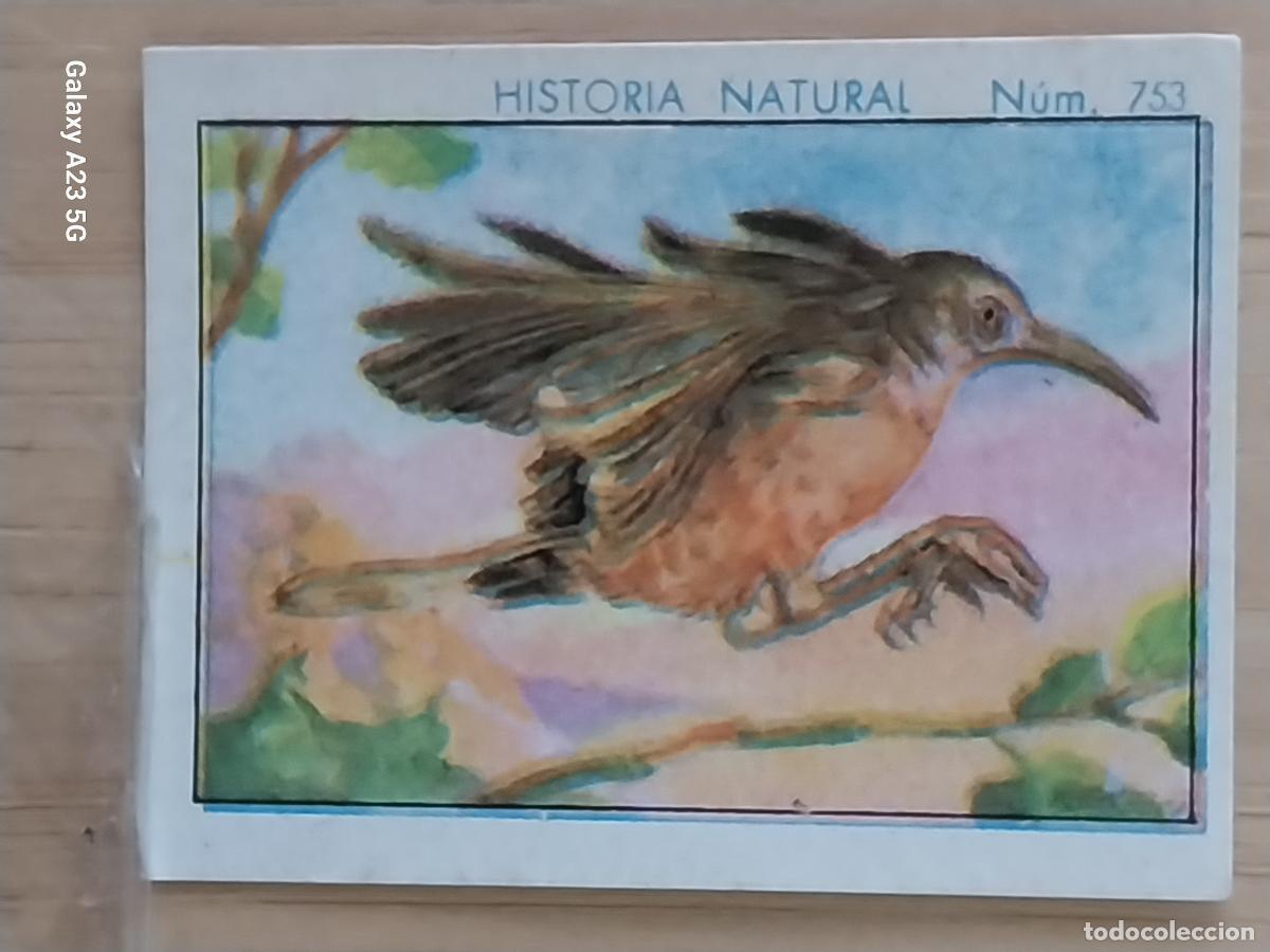 Coleccionismo cromos antiguos: TORDITO CHOCOLATES JUNCOSA CROMO 753 SIN PEGAR NUNCA ---- HISTORIA NATURAL A&Ntilde;O 1935 5X3.5CMS