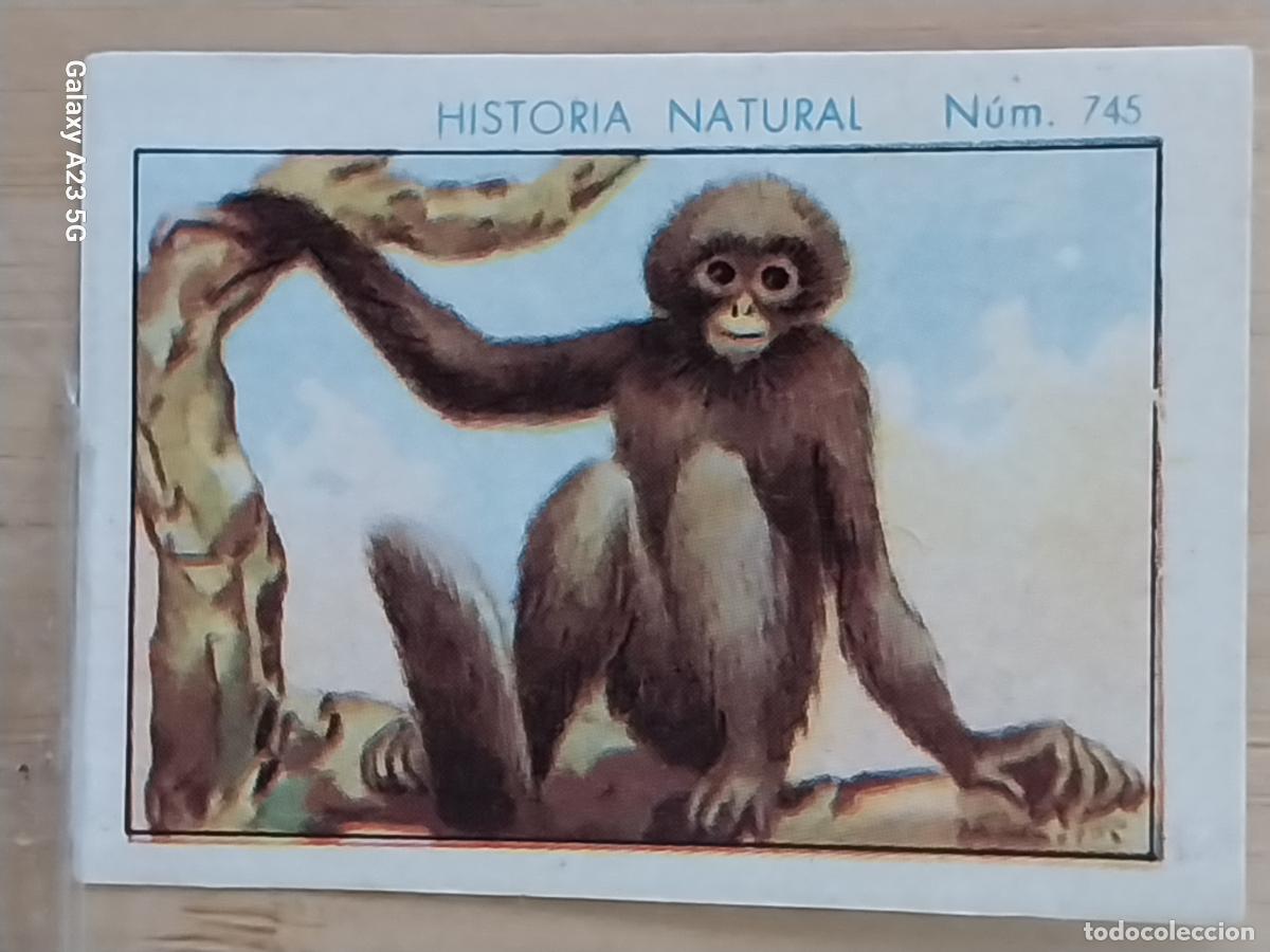 Coleccionismo cromos antiguos: MONO ARA&Ntilde;A CHOCOLATES JUNCOSA CROMO 745 SIN PEGAR NUNCA ---- HISTORIA NATURAL A&Ntilde;O 1935 5X3.5CMS