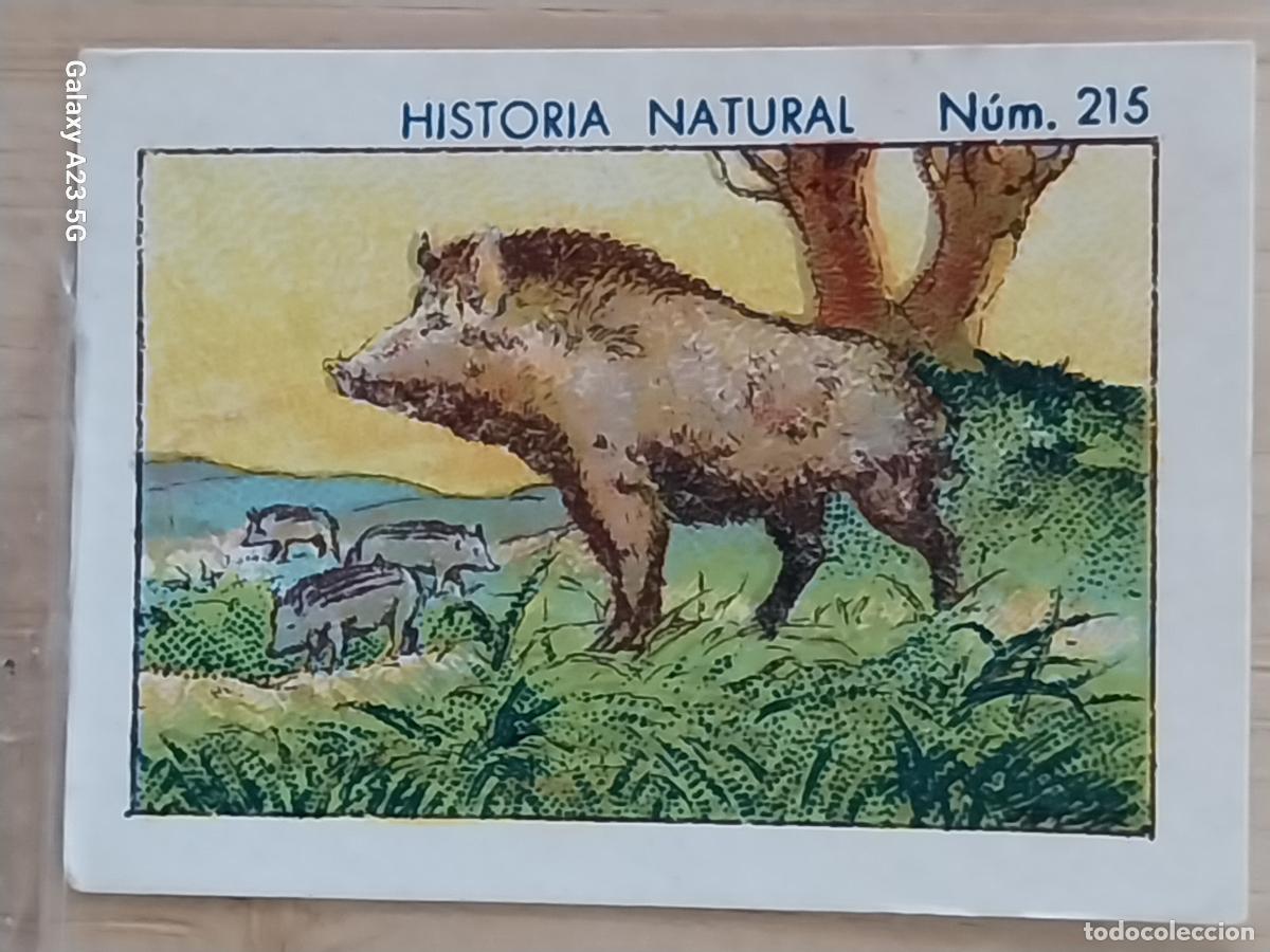 Collectable Antique Stickers: JABALI JABATOS CHOCOLATES JUNCOSA CROMO 215 SIN PEGAR NUNCA ----- HISTORIA NATURAL A&Ntilde;O 1935 5X3.5CMS