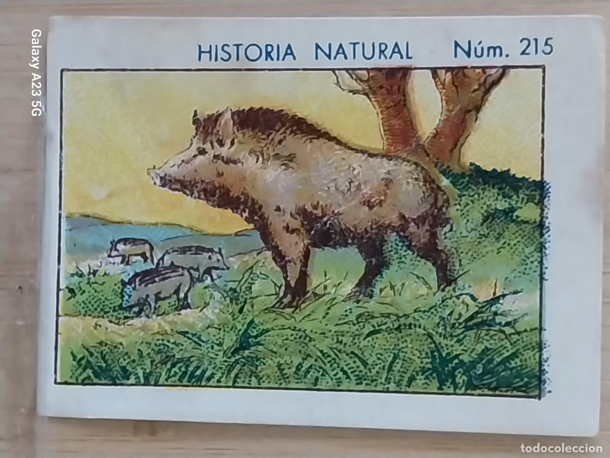 Collectable Antique Stickers: JABALI JABATOS CHOCOLATES JUNCOSA CROMO 215 SIN PEGAR NUNCA ---- HISTORIA NATURAL A&Ntilde;O 1935 5X3.5CMS