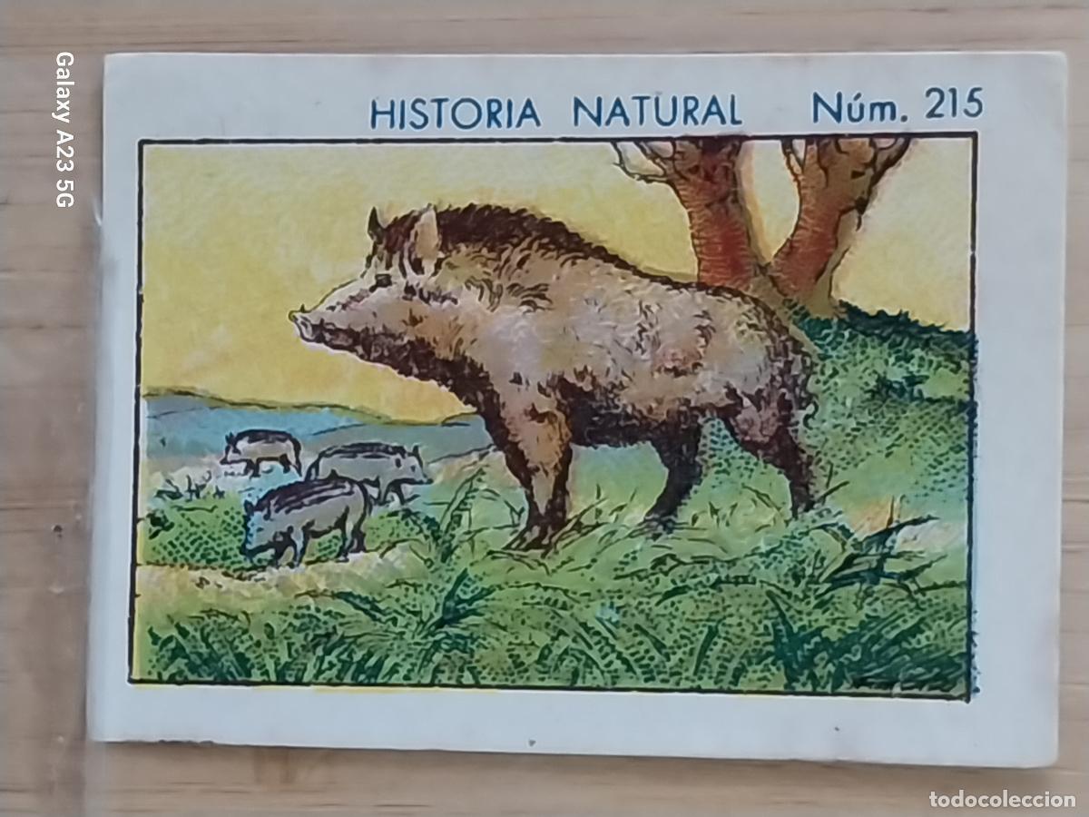 Collectable Antique Stickers: JABALI JABATOS CHOCOLATES JUNCOSA CROMO 215 SIN PEGAR NUNCA --- HISTORIA NATURAL A&Ntilde;O 1935 5X3.5CMS