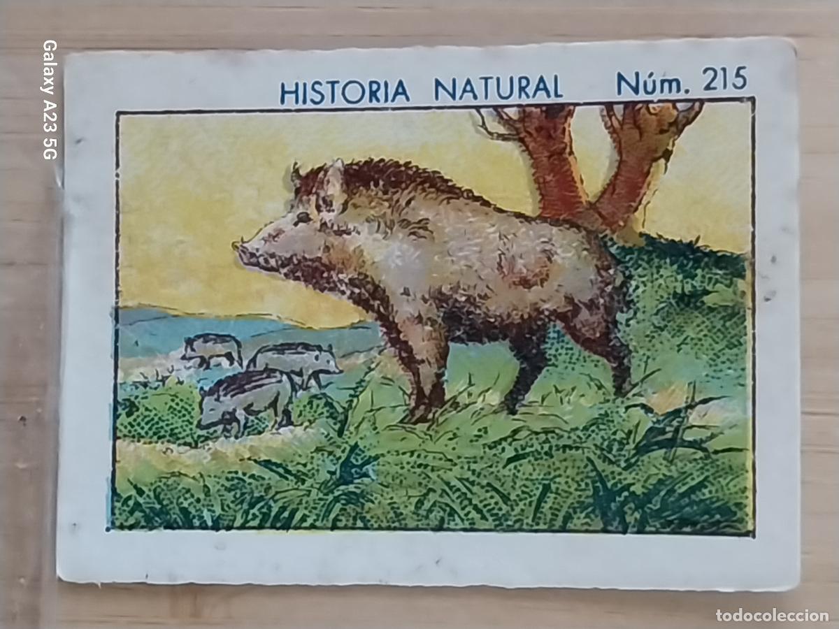 Collectable Antique Stickers: JABALI JABATOS CHOCOLATES JUNCOSA CROMO 215 SIN PEGAR NUNCA -- HISTORIA NATURAL A&Ntilde;O 1935 5X3.5CMS