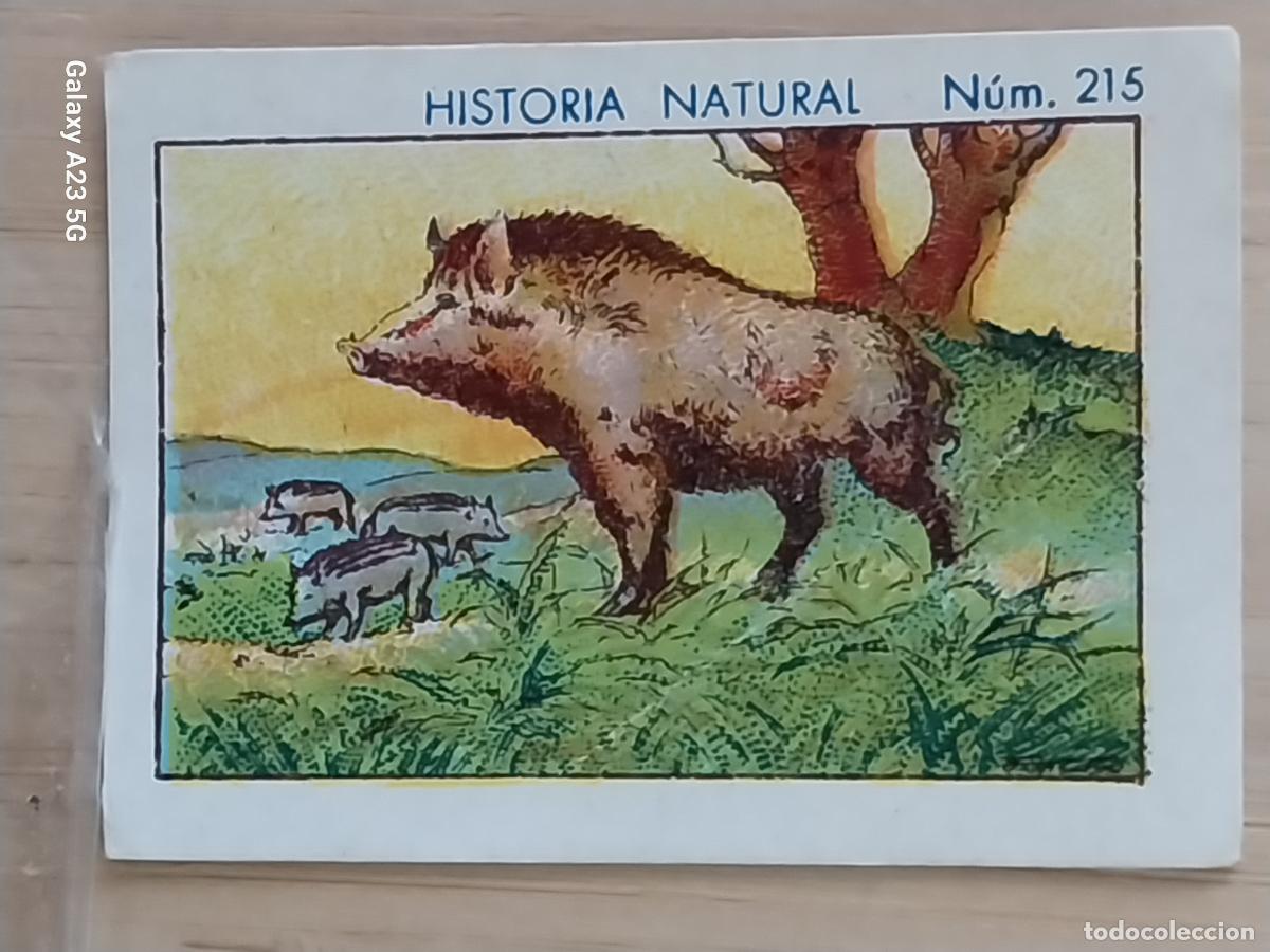 Collectionnisme Cartes &agrave; collectionner anciennes: JABALI JABATOS CHOCOLATES JUNCOSA CROMO 215 SIN PEGAR NUNCA - HISTORIA NATURAL A&Ntilde;O 1935 5X3.5CMS