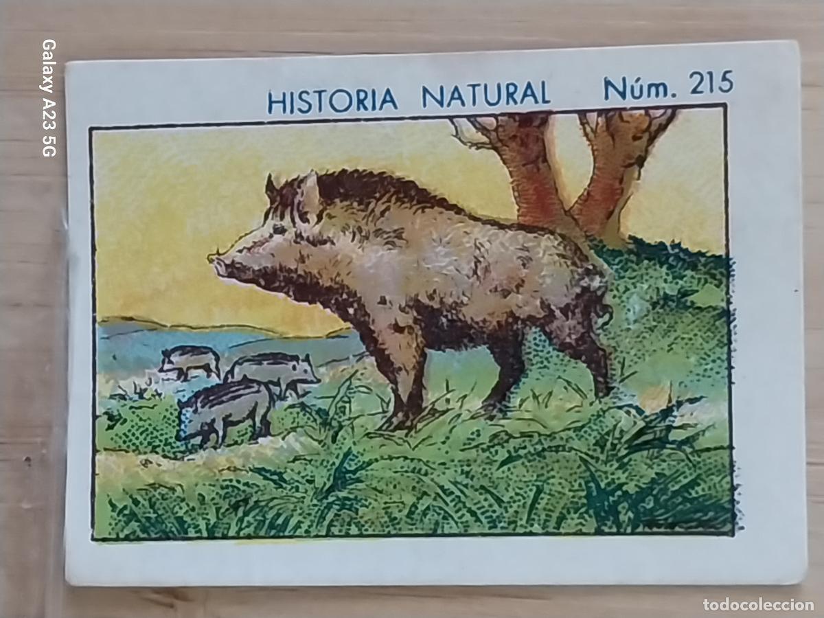 Collectionnisme Cartes &agrave; collectionner anciennes: JABALI JABATOS CHOCOLATES JUNCOSA CROMO 215 SIN PEGAR NUNCA ***** HISTORIA NATURAL A&Ntilde;O 1935 5X3.5CMS