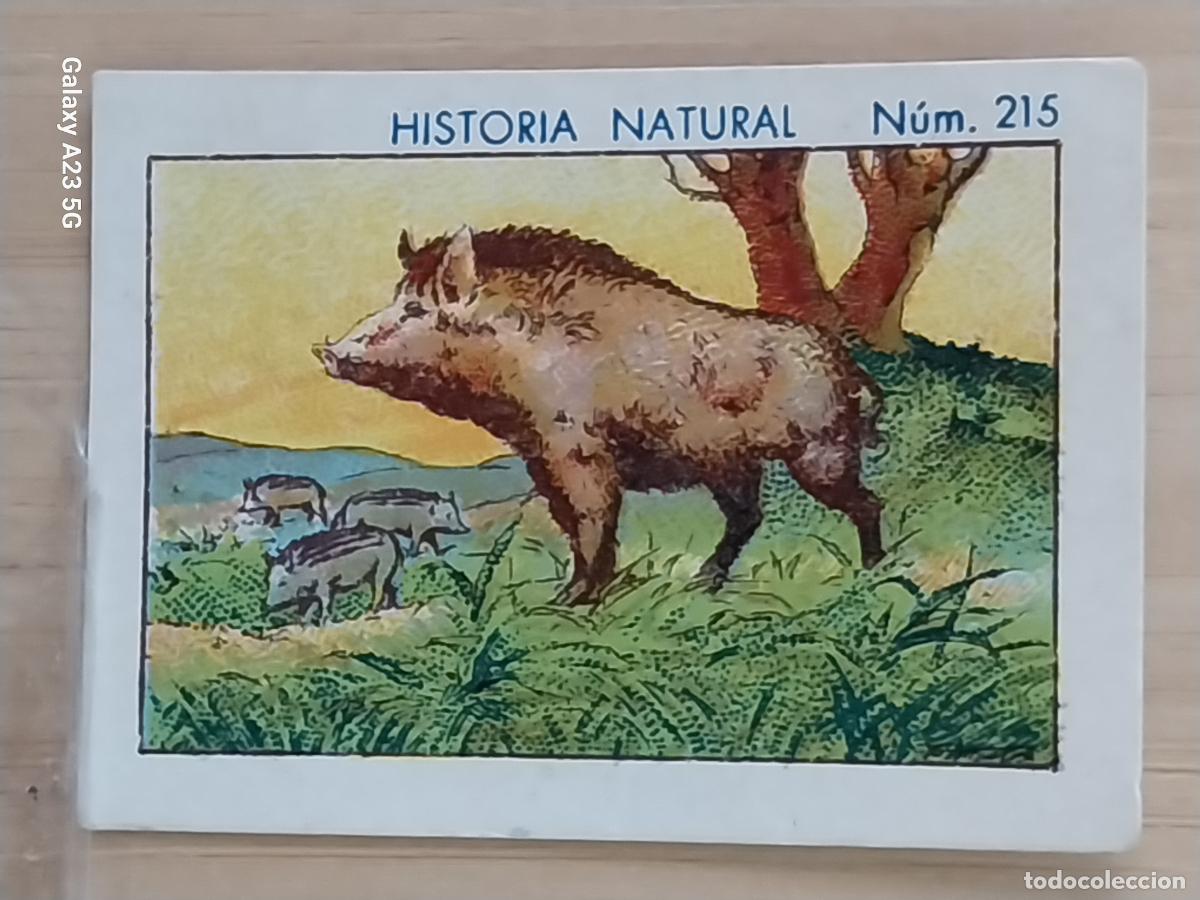 Collectionnisme Cartes &agrave; collectionner anciennes: JABALI JABATOS CHOCOLATES JUNCOSA CROMO 215 SIN PEGAR NUNCA **** HISTORIA NATURAL A&Ntilde;O 1935 5X3.5CMS