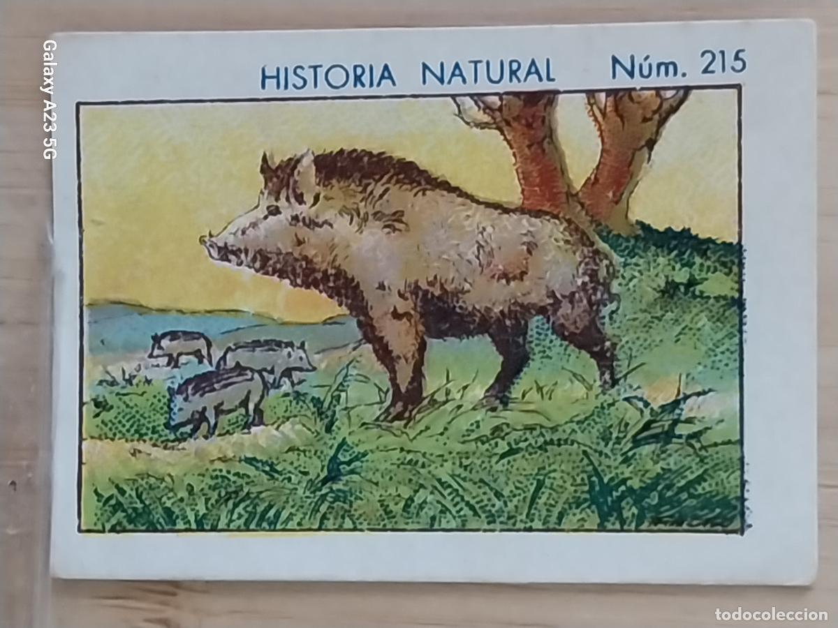 Coleccionismo cromos antiguos: JABALI JABATOS CHOCOLATES JUNCOSA CROMO 215 SIN PEGAR NUNCA *** HISTORIA NATURAL A&Ntilde;O 1935 5X3.5CMS