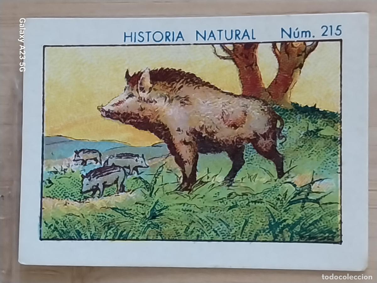 Coleccionismo cromos antiguos: JABALI JABATOS CHOCOLATES JUNCOSA CROMO 215 SIN PEGAR NUNCA ** HISTORIA NATURAL A&Ntilde;O 1935 5X3.5CMS