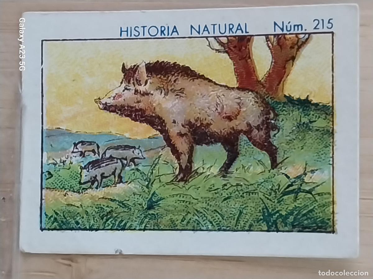 Coleccionismo cromos antiguos: JABALI JABATOS CHOCOLATES JUNCOSA CROMO 215 SIN PEGAR NUNCA * HISTORIA NATURAL A&Ntilde;O 1935 5X3.5CMS