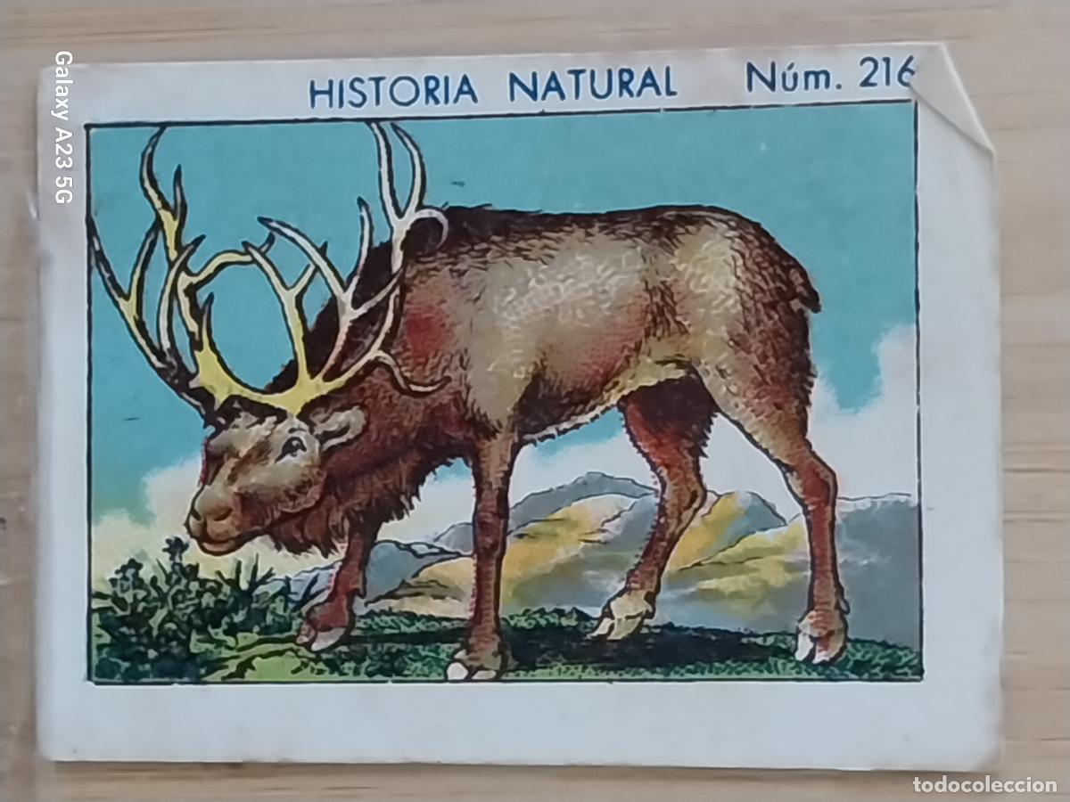 Coleccionismo cromos antiguos: RENO CHOCOLATES JUNCOSA CROMO 216 SIN PEGAR NUNCA ** HISTORIA NATURAL A&Ntilde;O 1935 5X3.5CMS