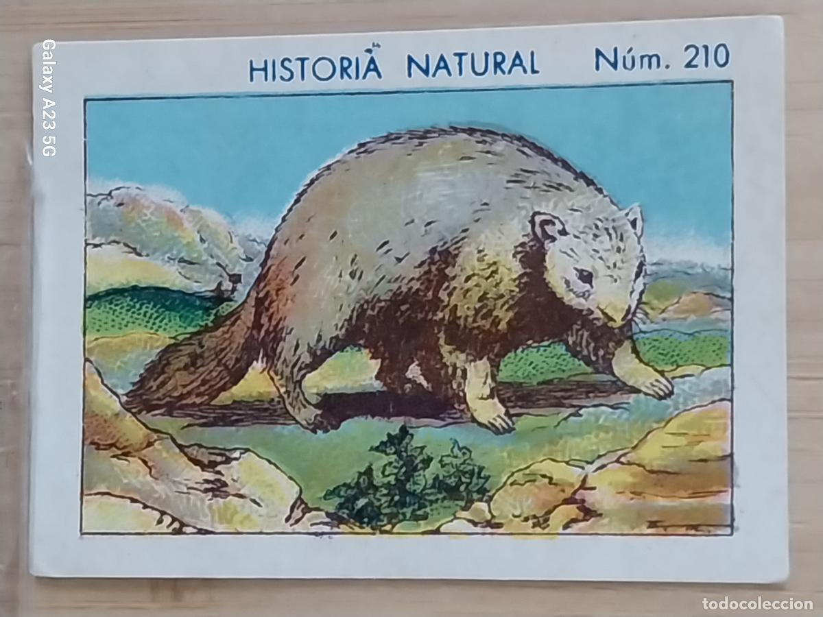 Coleccionismo cromos antiguos: MARMOTA GROUNDHOG CHOCOLATES JUNCOSA CROMO 216 SIN PEGAR NUNCA * HISTORIA NATURAL A&Ntilde;O 1935 5X3.5CMS
