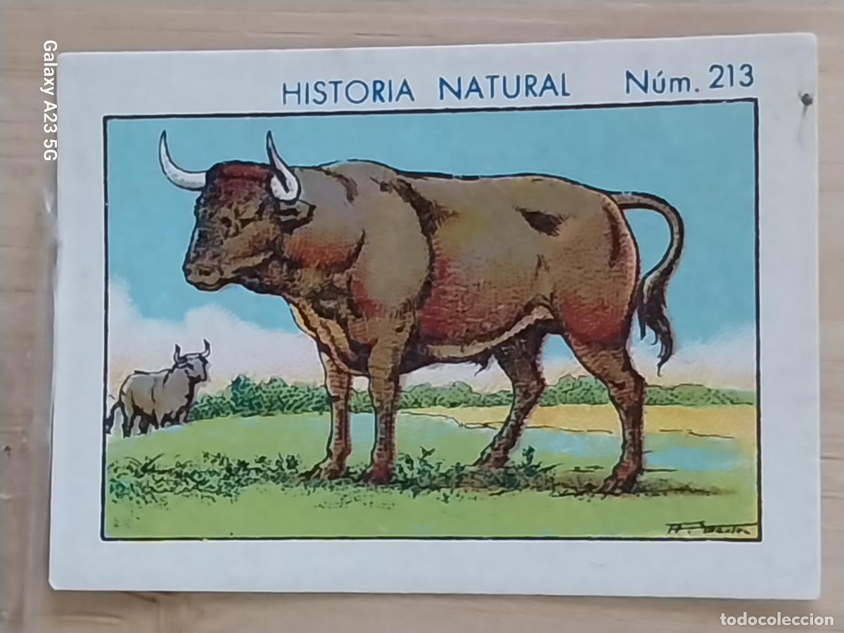 Coleccionismo cromos antiguos: TORO BULL CHOCOLATES JUNCOSA CROMO 213 SIN PEGAR NUNCA ******* HISTORIA NATURAL A&Ntilde;O 1935 5X3.5CMS