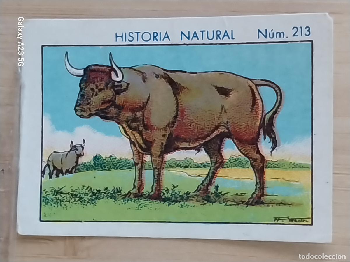 Coleccionismo cromos antiguos: TORO BULL CHOCOLATES JUNCOSA CROMO 213 SIN PEGAR NUNCA ***** HISTORIA NATURAL A&Ntilde;O 1935 5X3.5CMS