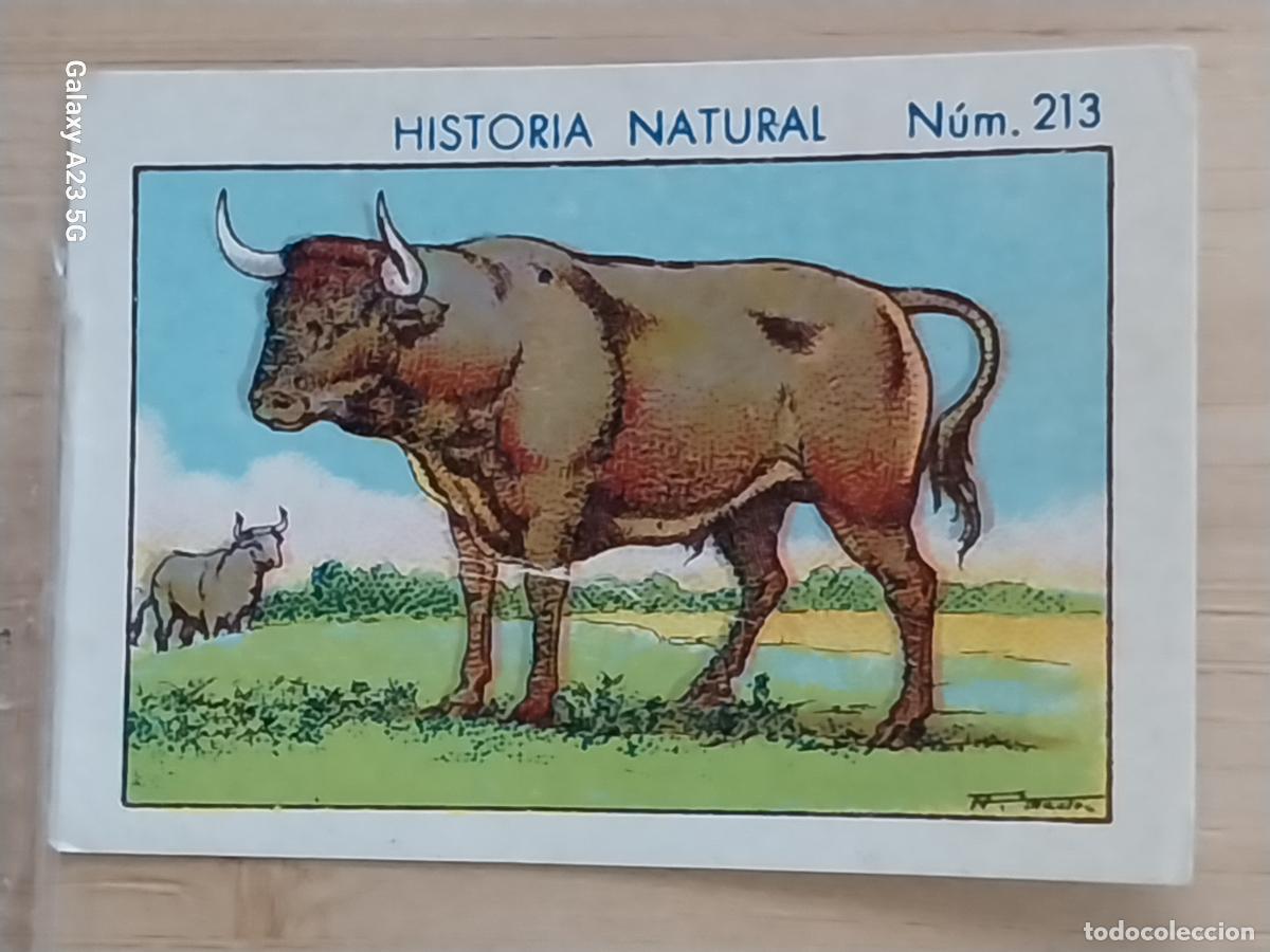 Coleccionismo cromos antiguos: TORO BULL CHOCOLATES JUNCOSA CROMO 213 SIN PEGAR NUNCA **** HISTORIA NATURAL A&Ntilde;O 1935 5X3.5CMS