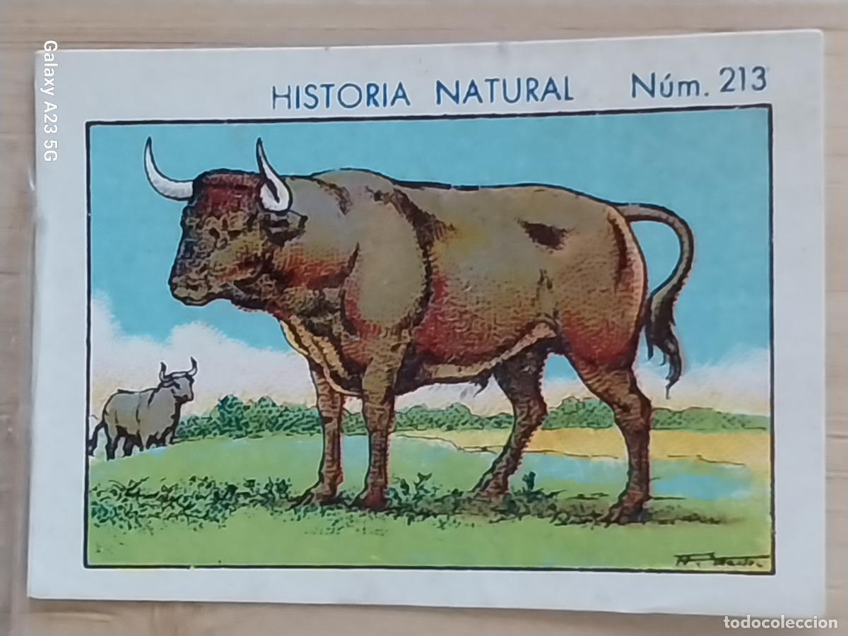 Coleccionismo cromos antiguos: TORO BULL CHOCOLATES JUNCOSA CROMO 213 SIN PEGAR NUNCA *** HISTORIA NATURAL A&Ntilde;O 1935 5X3.5CMS