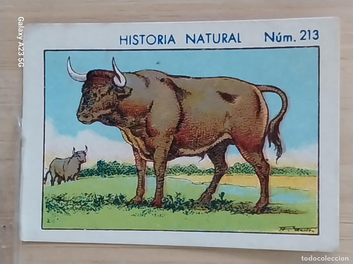 Coleccionismo cromos antiguos: TORO BULL CHOCOLATES JUNCOSA CROMO 213 SIN PEGAR NUNCA ** HISTORIA NATURAL A&Ntilde;O 1935 5X3.5CMS