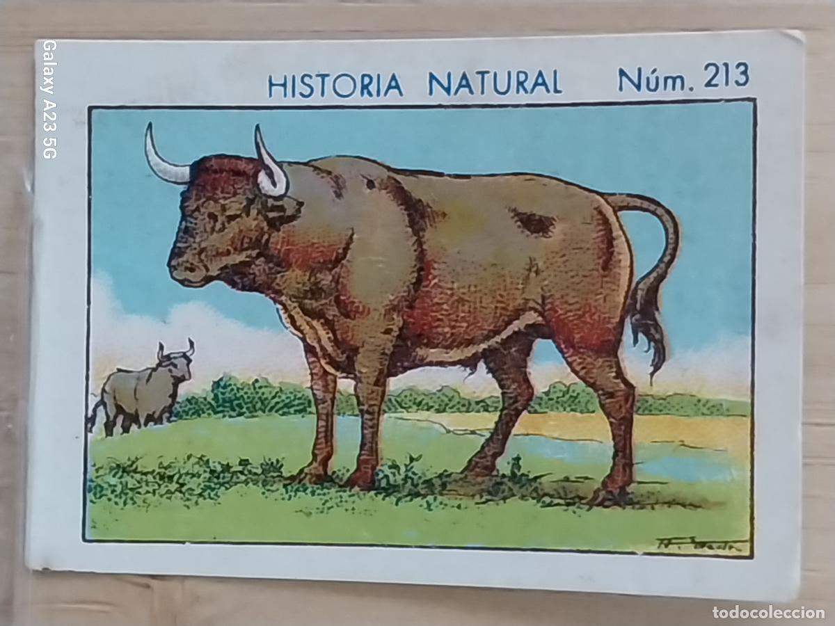 Coleccionismo cromos antiguos: TORO BULL CHOCOLATES JUNCOSA CROMO 213 SIN PEGAR NUNCA * HISTORIA NATURAL A&Ntilde;O 1935 5X3.5CMS