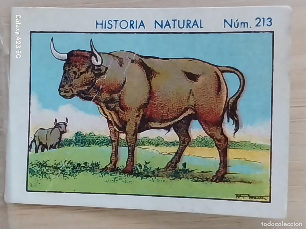Coleccionismo cromos antiguos: TORO BULL CHOCOLATES JUNCOSA CROMO 213 SIN PEGAR NUNCA -------- HISTORIA NATURAL A&Ntilde;O 1935 5X3.5CMS