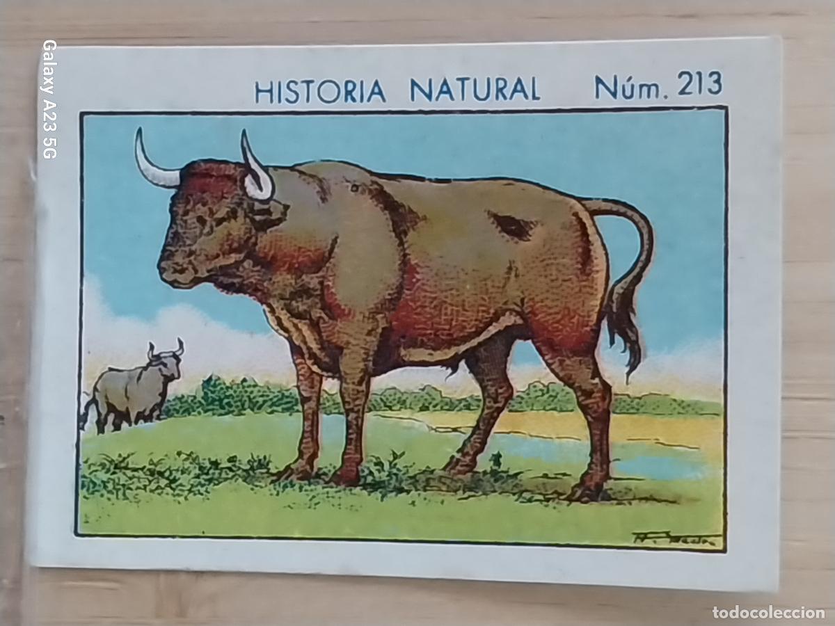 Coleccionismo cromos antiguos: TORO BULL CHOCOLATES JUNCOSA CROMO 213 SIN PEGAR NUNCA ------- HISTORIA NATURAL A&Ntilde;O 1935 5X3.5CMS