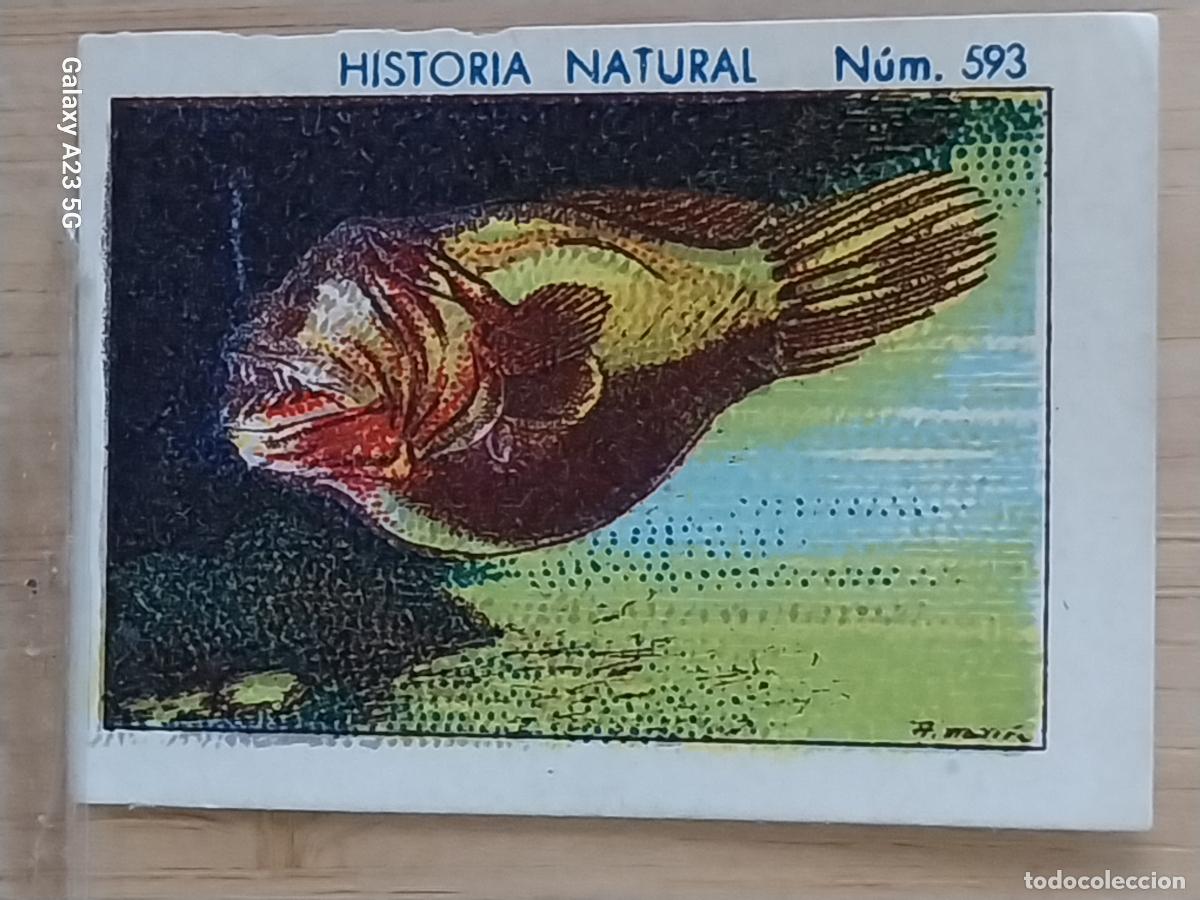 Coleccionismo cromos antiguos: CERATIA CHOCOLATES JUNCOSA CROMO 593 SIN PEGAR NUNCA ------ HISTORIA NATURAL A&Ntilde;O 1935 5X3.5CMS