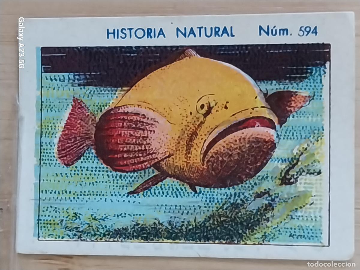 Coleccionismo cromos antiguos: JUDIO PEZ CHOCOLATES JUNCOSA CROMO 594 SIN PEGAR NUNCA ------ HISTORIA NATURAL A&Ntilde;O 1935 5X3.5CMS