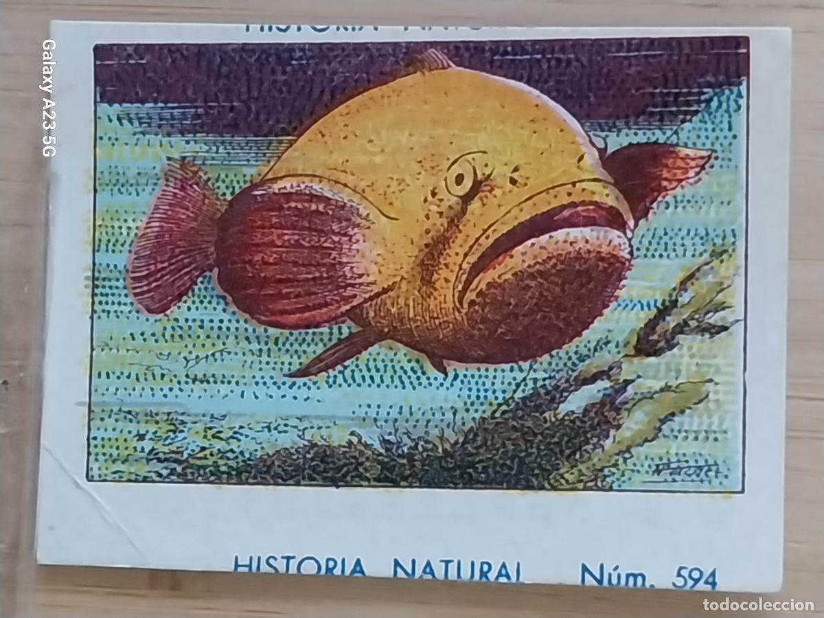 Coleccionismo cromos antiguos: JUDIO PEZ CHOCOLATES JUNCOSA CROMO 594 SIN PEGAR NUNCA ----- HISTORIA NATURAL A&Ntilde;O 1935 5X3.5CMS
