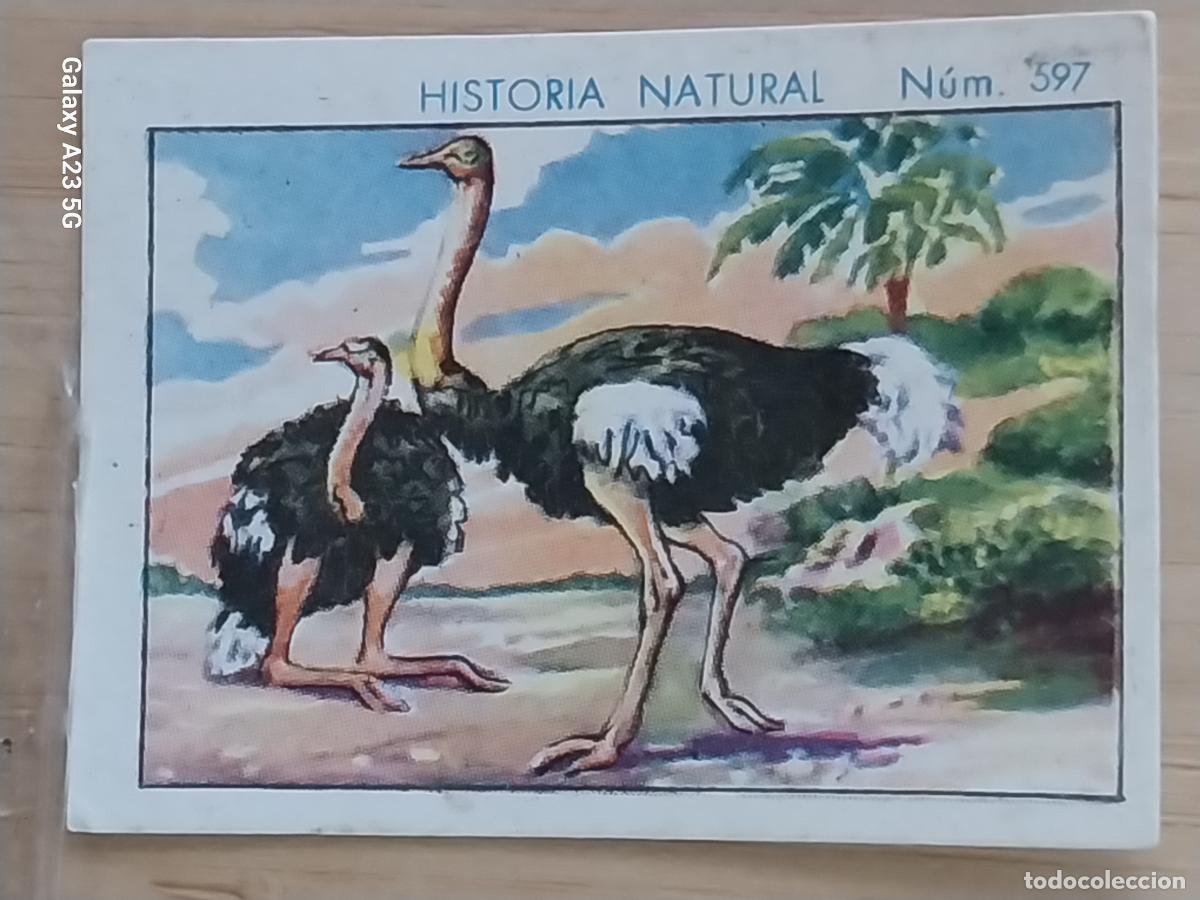 Coleccionismo cromos antiguos: AVESTRUZ CHOCOLATES JUNCOSA CROMO 597 SIN PEGAR NUNCA ----- HISTORIA NATURAL A&Ntilde;O 1935 5X3.5CMS