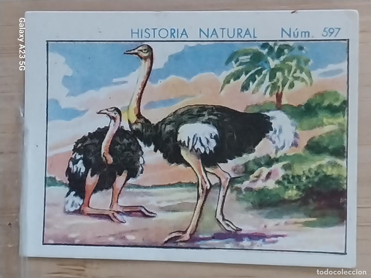 Coleccionismo cromos antiguos: AVESTRUZ CHOCOLATES JUNCOSA CROMO 597 SIN PEGAR NUNCA ---- HISTORIA NATURAL A&Ntilde;O 1935 5X3.5CMS