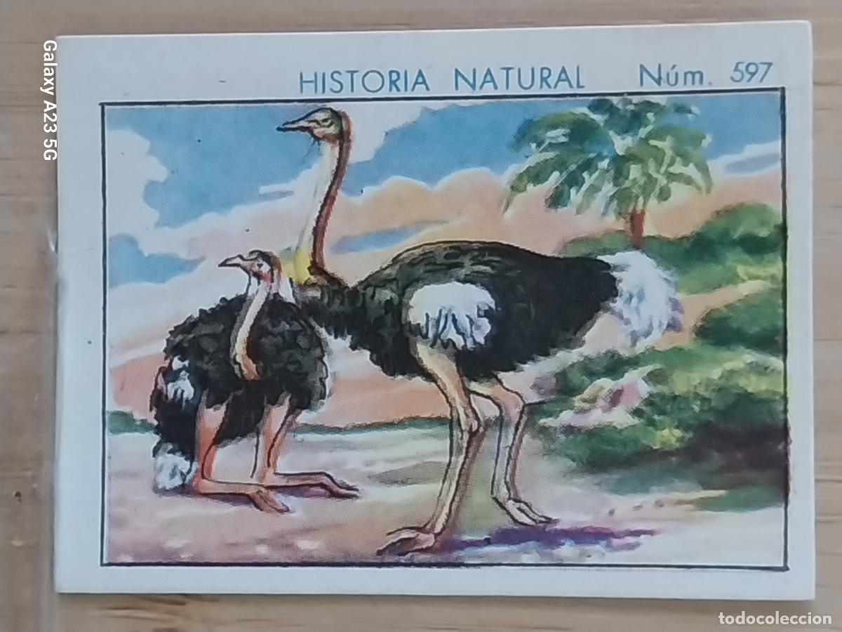 Coleccionismo cromos antiguos: AVESTRUZ CHOCOLATES JUNCOSA CROMO 597 SIN PEGAR NUNCA --- HISTORIA NATURAL A&Ntilde;O 1935 5X3.5CMS