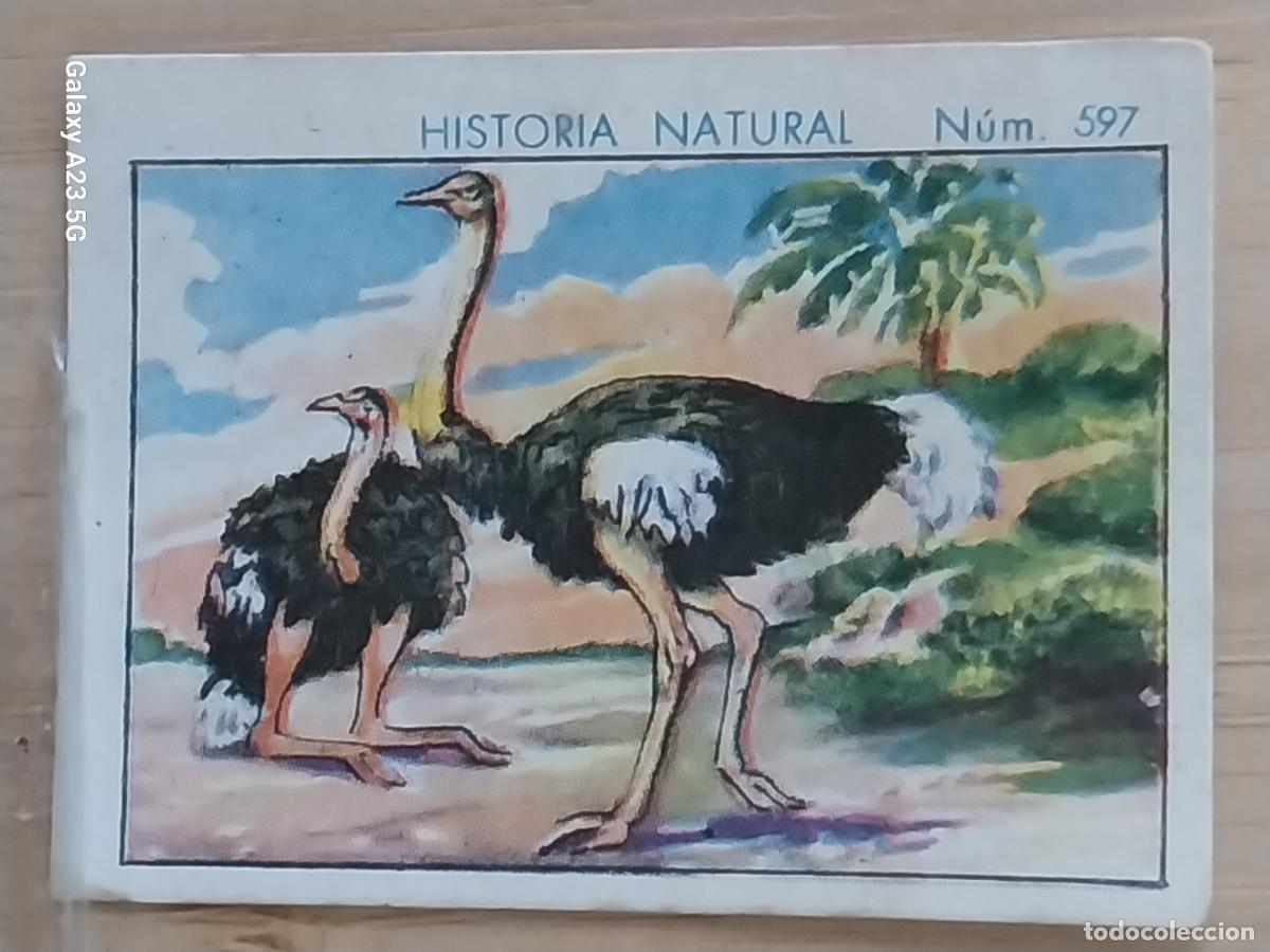 Coleccionismo cromos antiguos: AVESTRUZ CHOCOLATES JUNCOSA CROMO 597 SIN PEGAR NUNCA -- HISTORIA NATURAL A&Ntilde;O 1935 5X3.5CMS