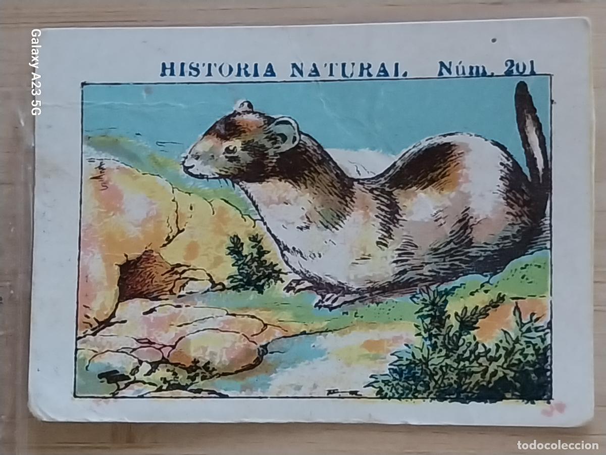Coleccionismo cromos antiguos: COMADREJACHOCOLATES JUNCOSA CROMO 201 SIN PEGAR NUNCA -*********- HISTORIA NATURAL A&Ntilde;O 1935 5X3.5CMS