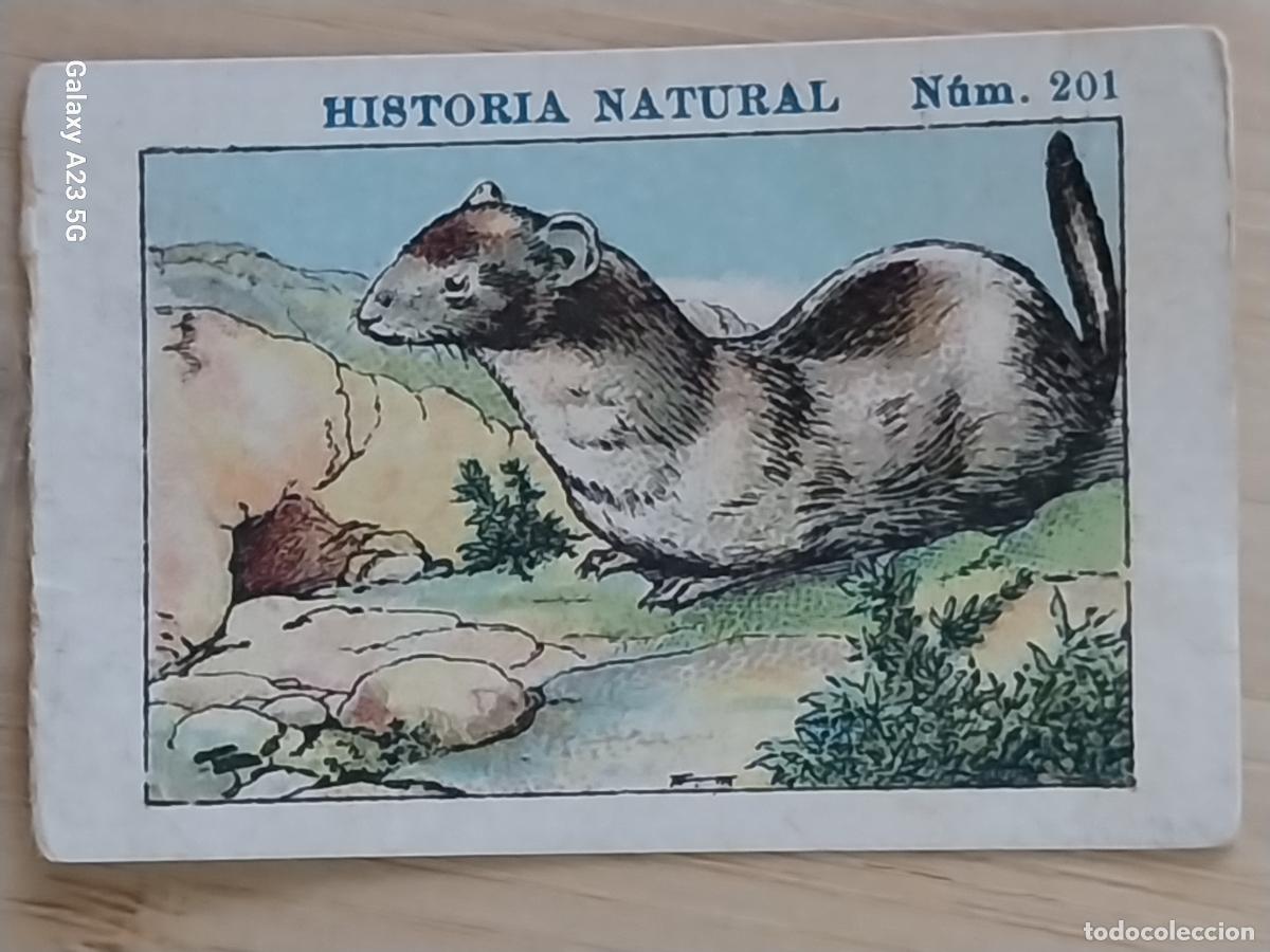 Coleccionismo cromos antiguos: COMADREJA CHOCOLATES JUNCOSA CROMO 201 SIN PEGAR NUNCA -*****- HISTORIA NATURAL A&Ntilde;O 1935 5X3.5CMS