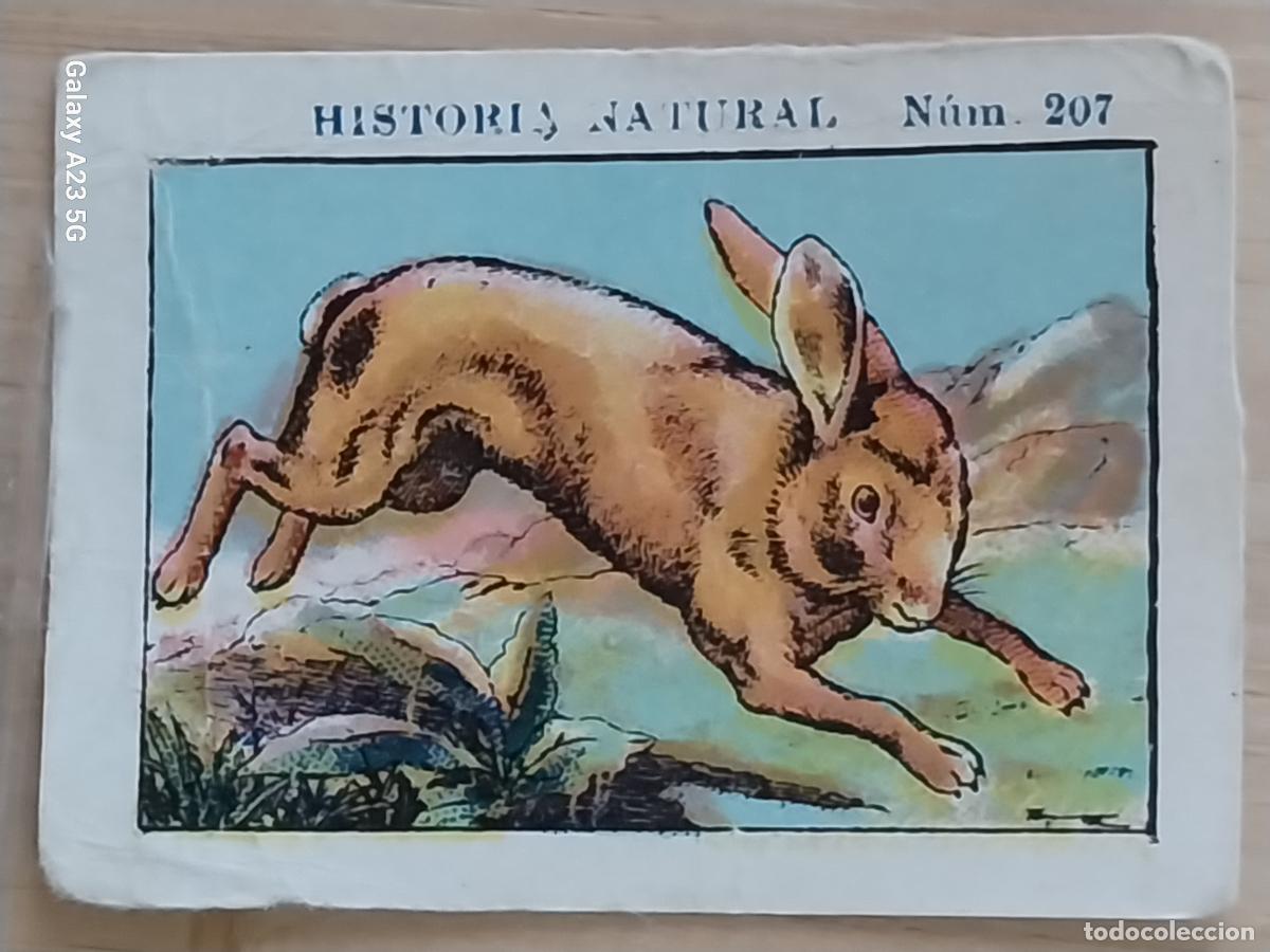Coleccionismo cromos antiguos: LIEBRE CHOCOLATES JUNCOSA CROMO 207 SIN PEGAR NUNCA -*********- HISTORIA NATURAL A&Ntilde;O 1935 5X3.5CMS