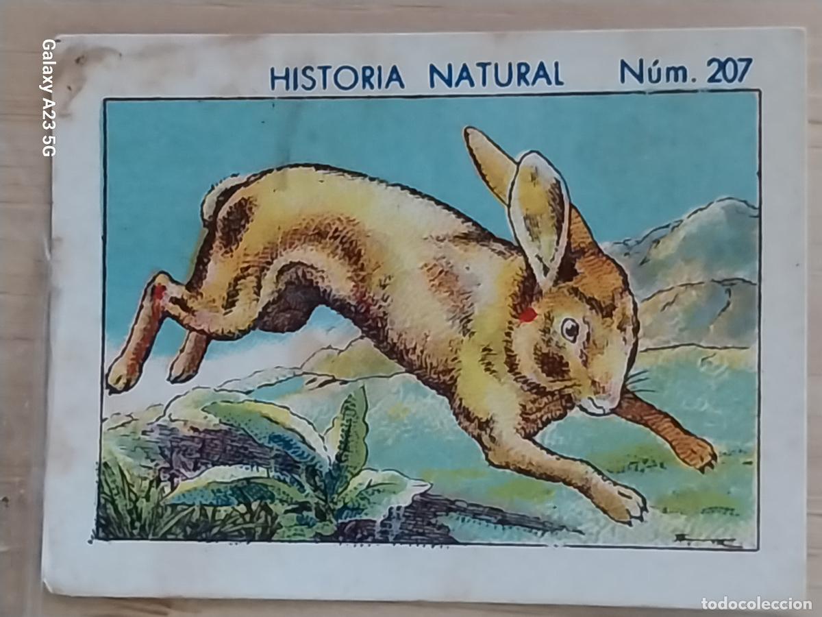 Coleccionismo cromos antiguos: LIEBRE CHOCOLATES JUNCOSA CROMO 207 SIN PEGAR NUNCA -********- HISTORIA NATURAL A&Ntilde;O 1935 5X3.5CMS