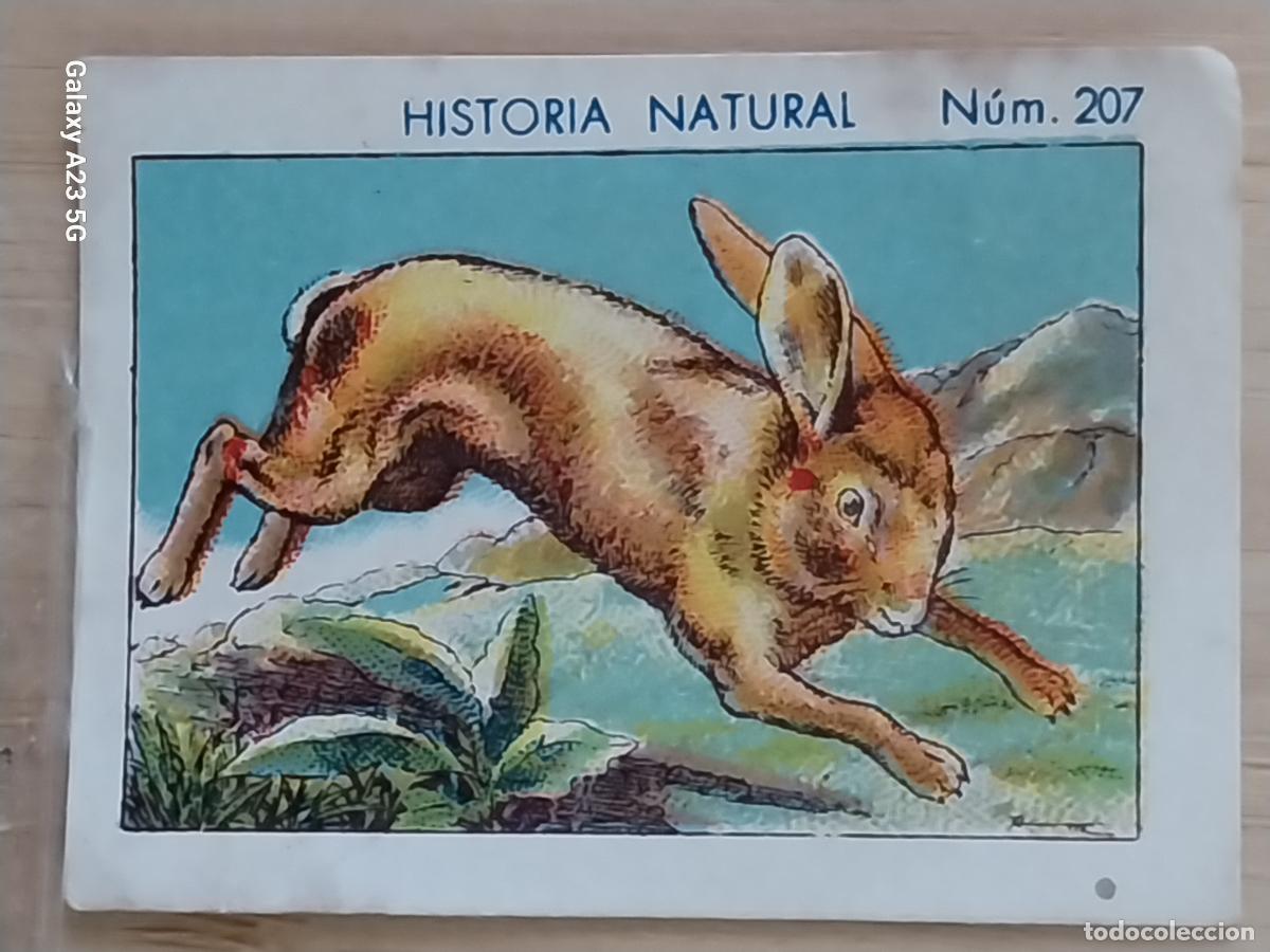 Coleccionismo cromos antiguos: LIEBRE CHOCOLATES JUNCOSA CROMO 207 SIN PEGAR NUNCA -*******- HISTORIA NATURAL A&Ntilde;O 1935 5X3.5CMS