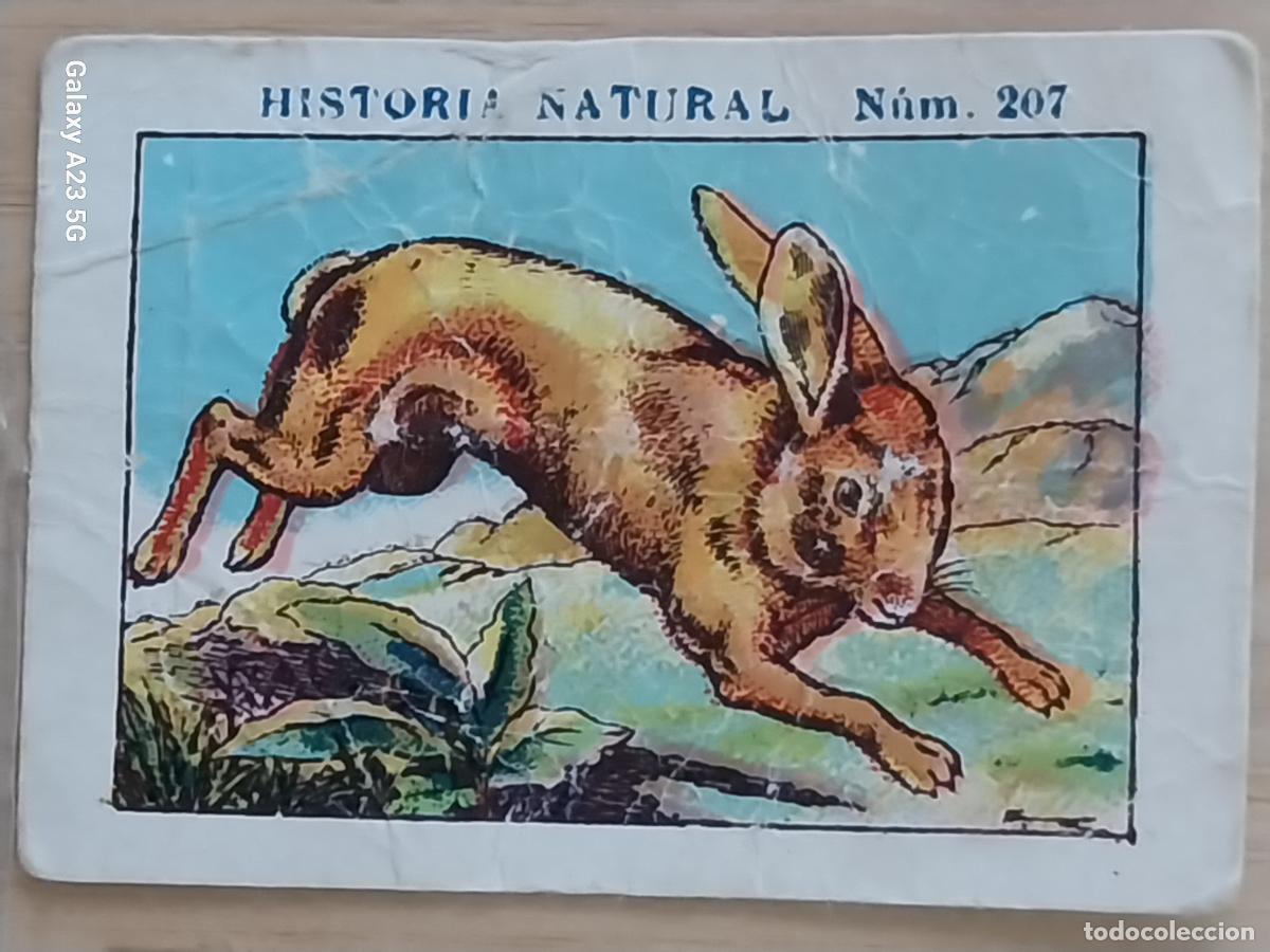 Coleccionismo cromos antiguos: LIEBRE CHOCOLATES JUNCOSA CROMO 207 SIN PEGAR NUNCA -******- HISTORIA NATURAL A&Ntilde;O 1935 5X3.5CMS