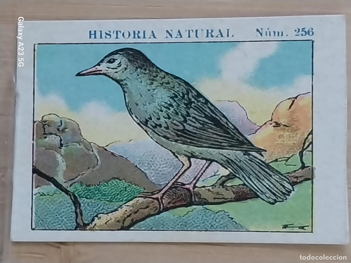 Coleccionismo cromos antiguos: CURRUCA CHOCOLATES JUNCOSA CROMO 256 SIN PEGAR NUNCA -**- HISTORIA NATURAL A&Ntilde;O 1935 5X3.5CMS