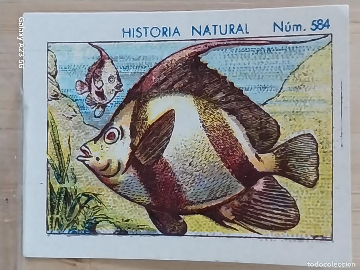 Coleccionismo cromos antiguos: CHAETODONTE CHOCOLATES JUNCOSA CROMO 584 SIN PEGAR NUNCA -**- HISTORIA NATURAL A&Ntilde;O 1935 5X3.5CMS