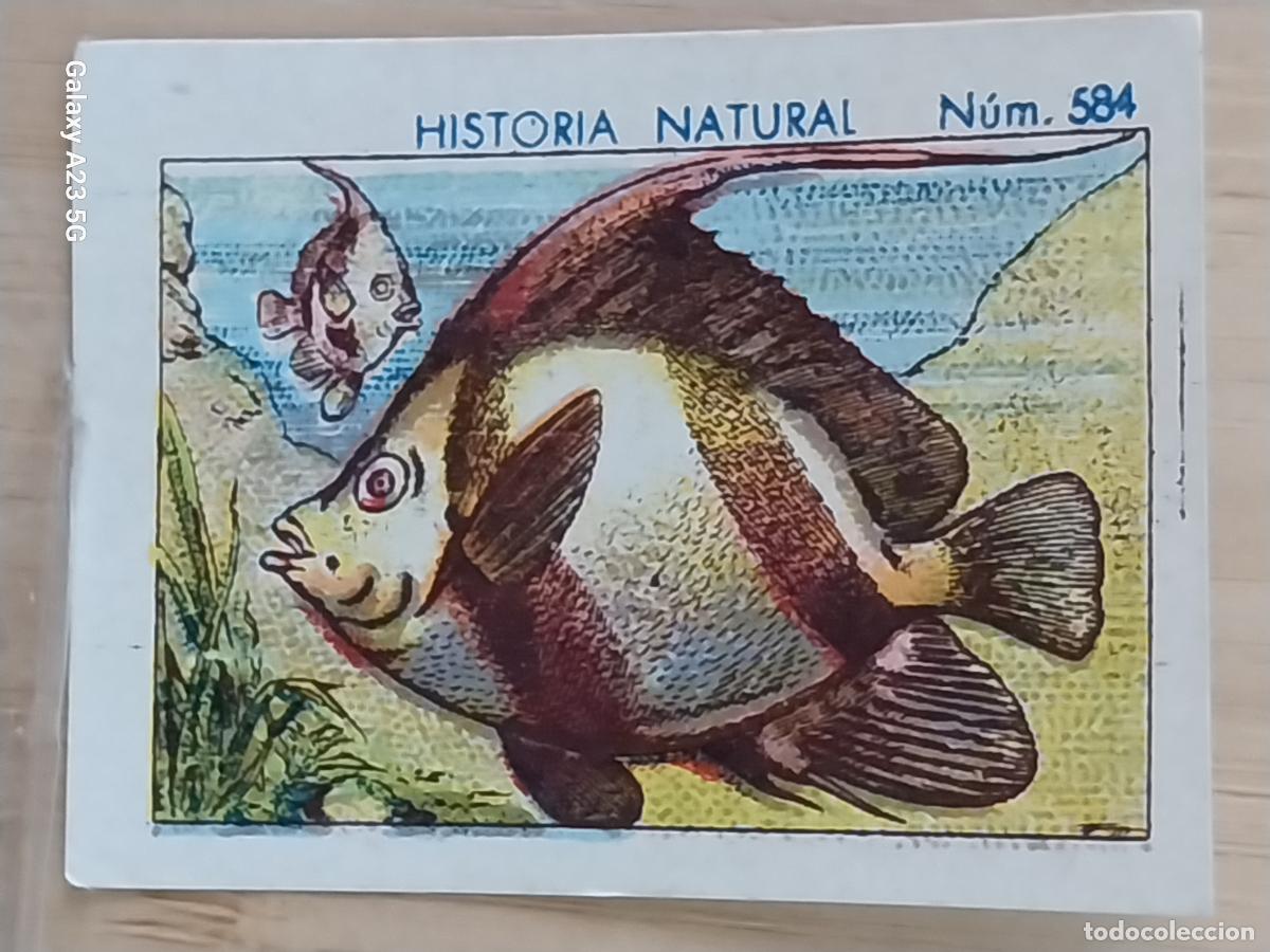 Coleccionismo cromos antiguos: CHAETODONTE CHOCOLATES JUNCOSA CROMO 584 SIN PEGAR NUNCA -*- HISTORIA NATURAL A&Ntilde;O 1935 5X3.5CMS