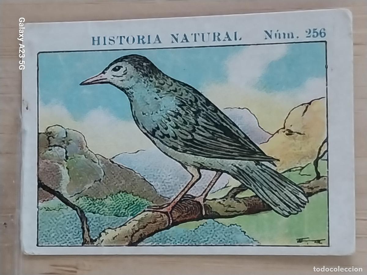 Coleccionismo cromos antiguos: CURRUCA CHOCOLATES JUNCOSA CROMO 256 SIN PEGAR NUNCA -- HISTORIA NATURAL A&Ntilde;O 1935 5X3.5CMS
