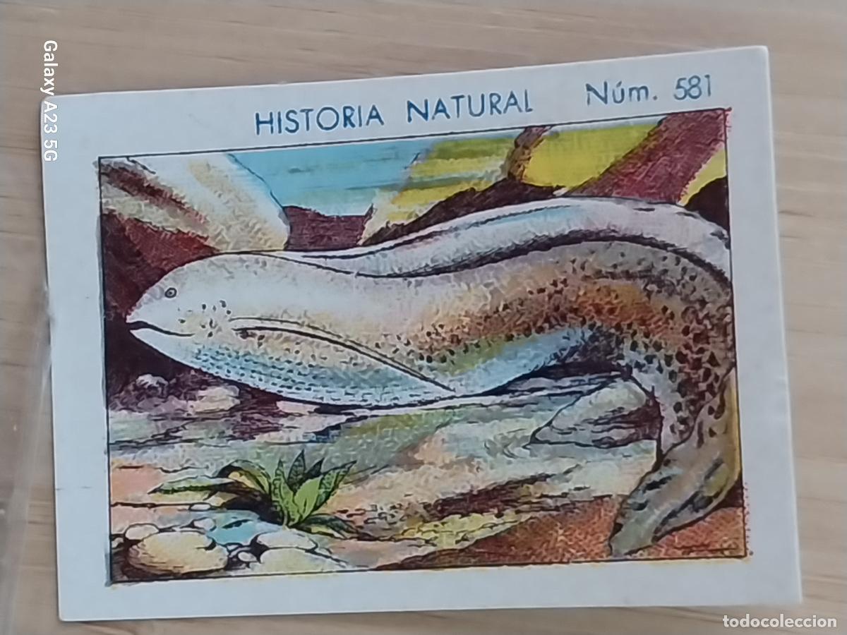 Coleccionismo cromos antiguos: PEZ DEL LODO CHOCOLATES JUNCOSA CROMO 581 SIN PEGAR NUNCA -*****- HISTORIA NATURAL A&Ntilde;O 1935 5X3.5CMS